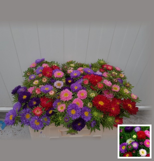 Callistephus Mixed Per Bunch 45cm