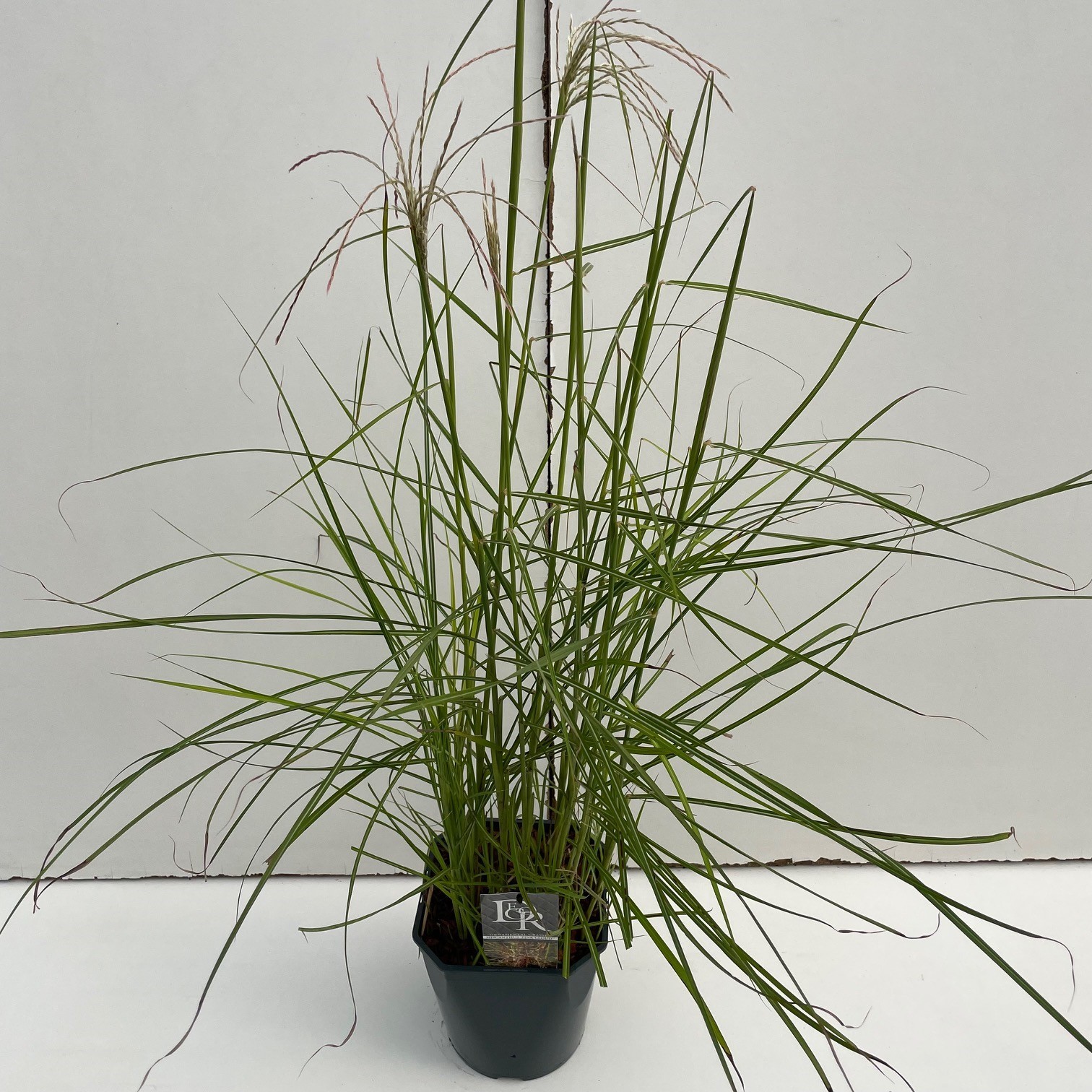 Picture of Miscanthus Pink Cloud P23 (5 Ltr) SQUARE