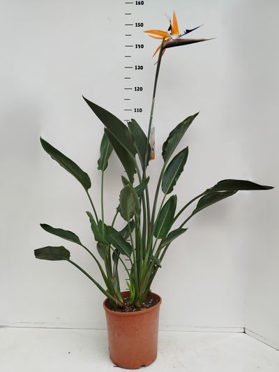 Strelitzia reginae C7