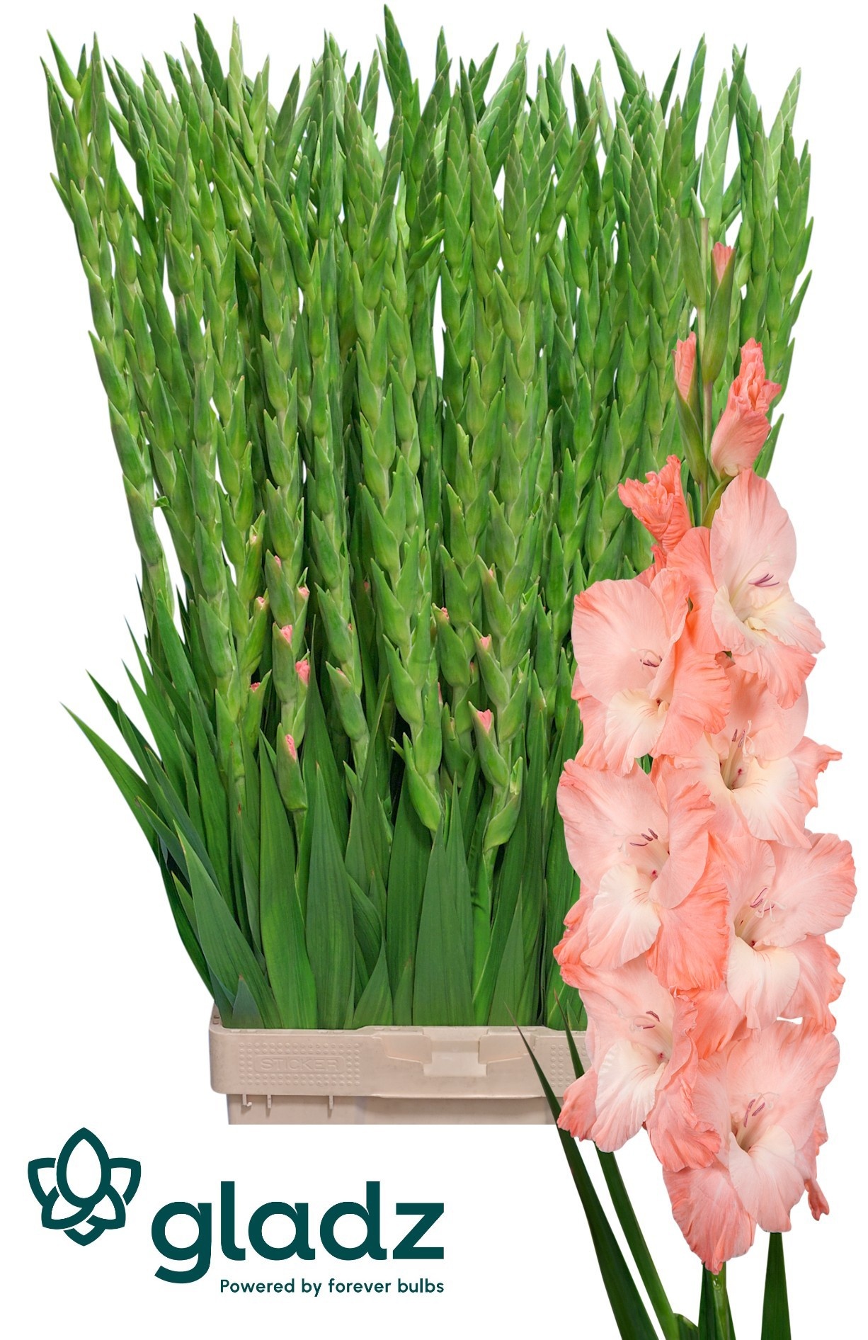 Gladiolus Karma 120cm 200gram
