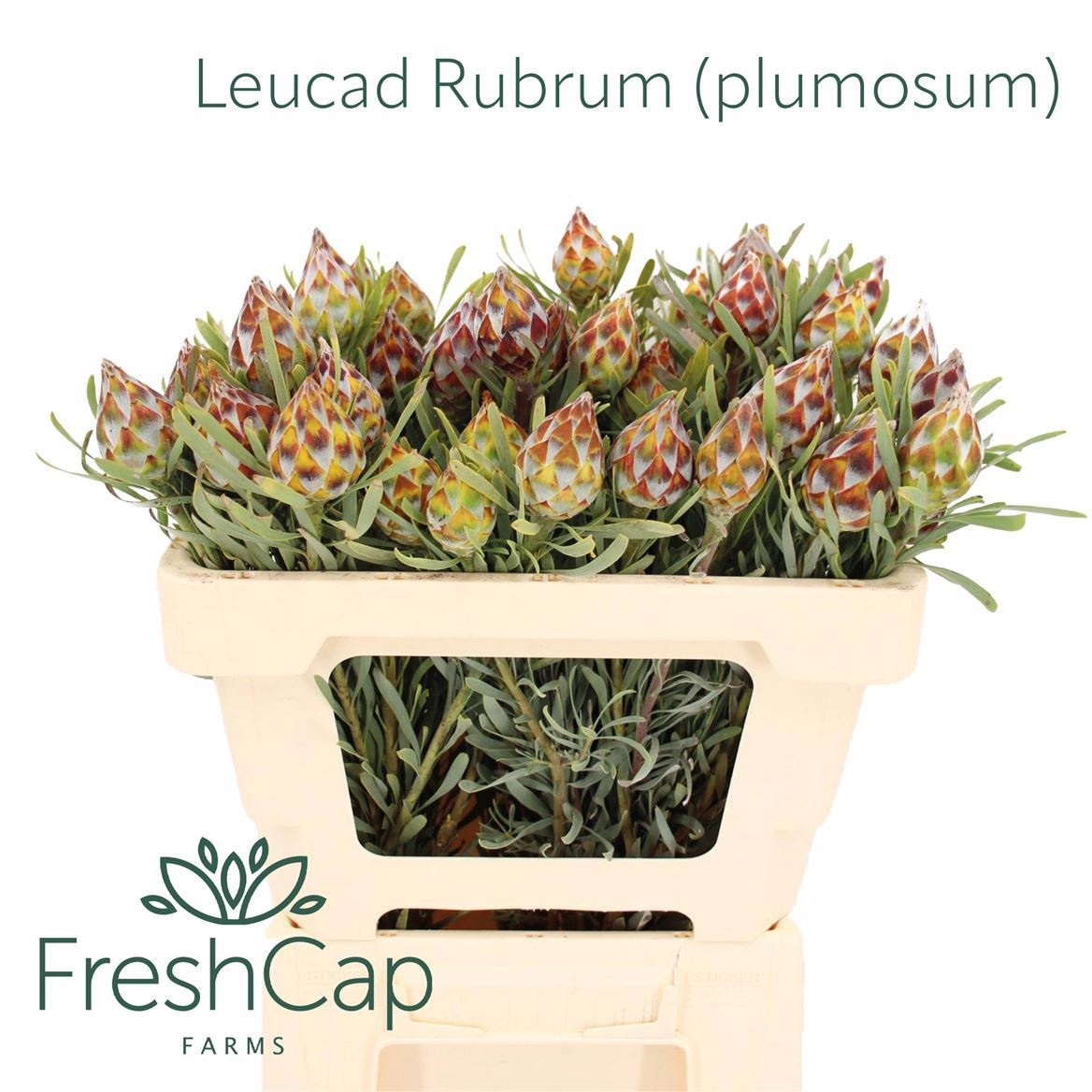 Leucadendron Rubrum Bnch 50cm