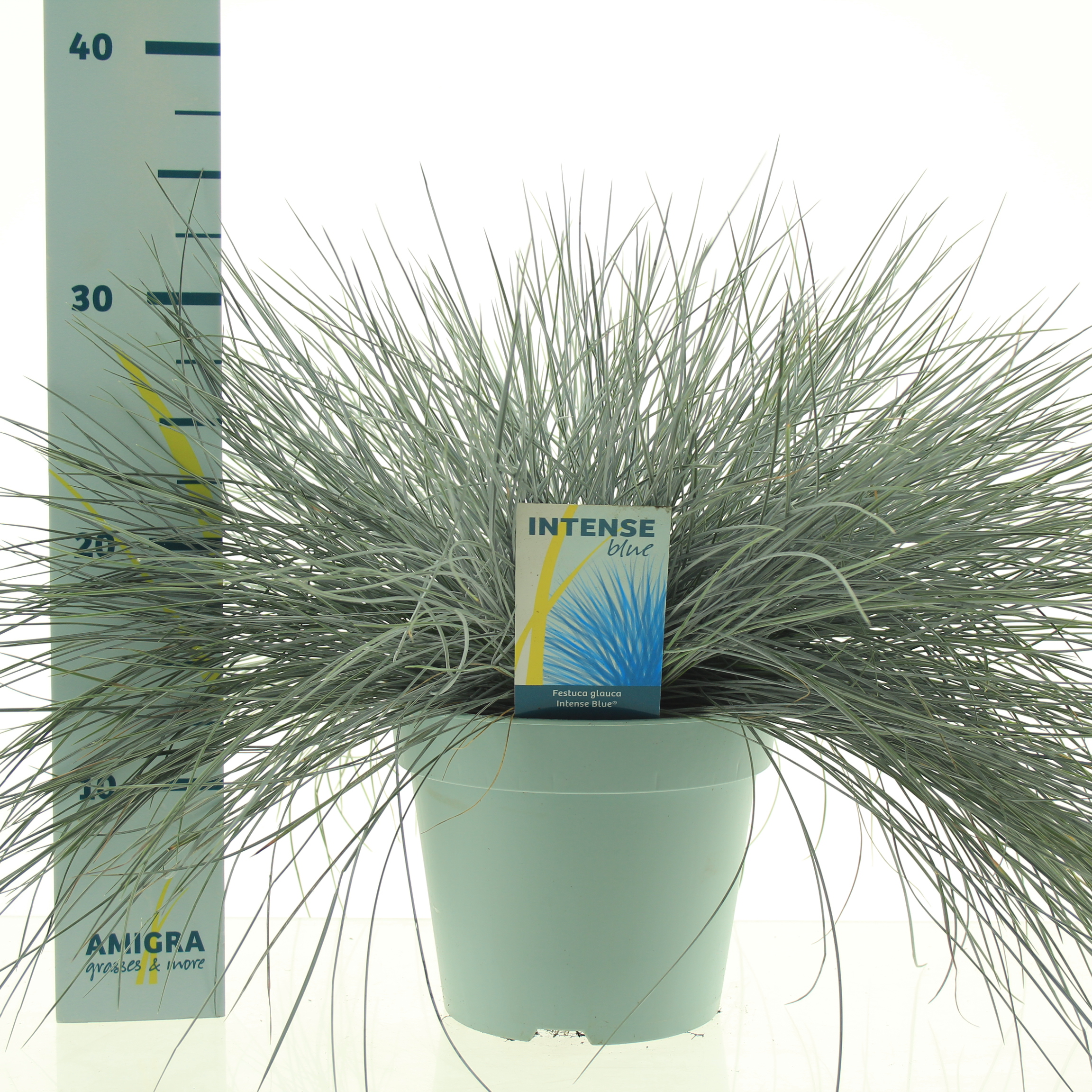 Picture of Festuca glauca Intense Blue® P17 (2 Ltr)