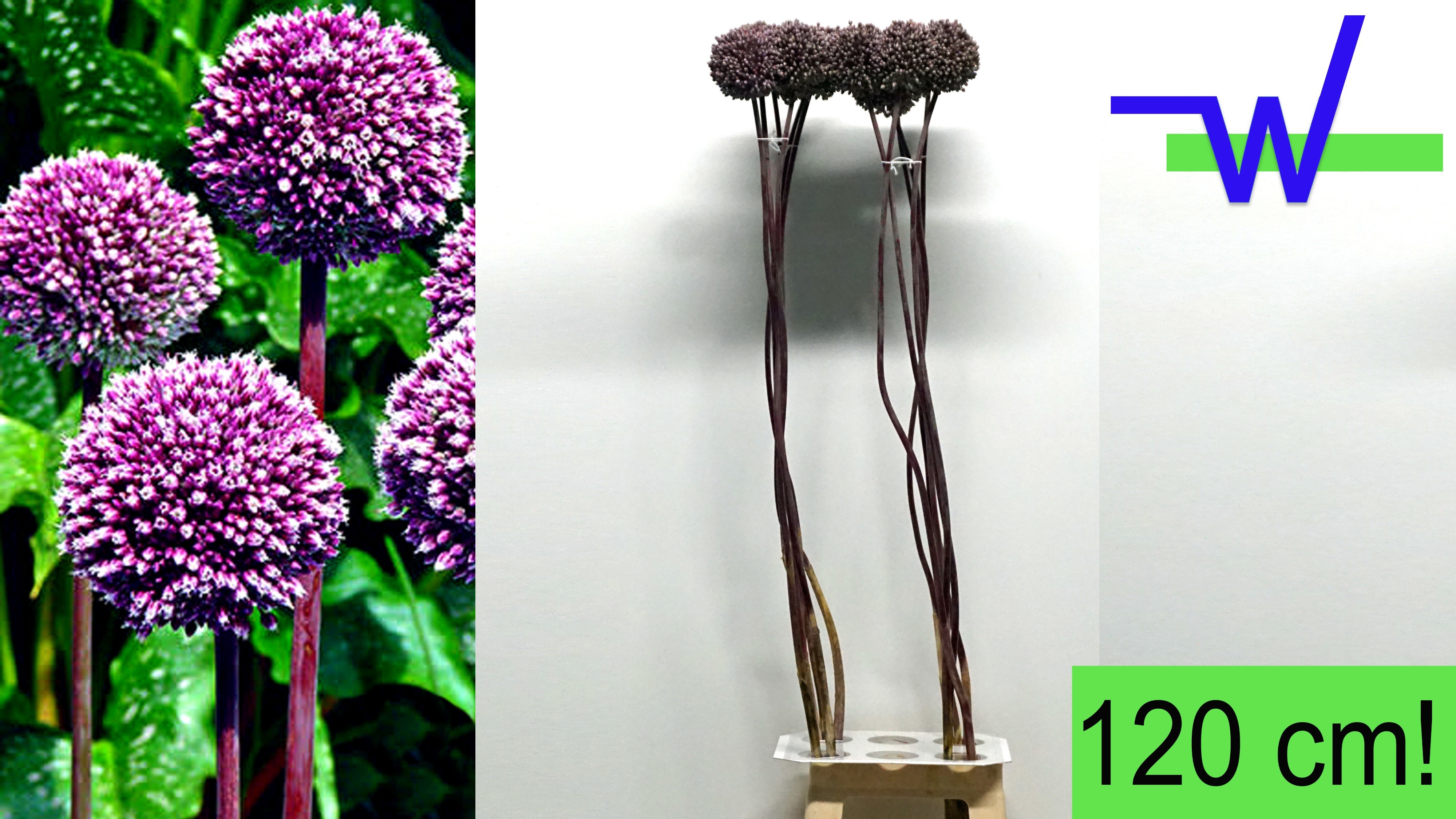 Allium Summer Drummer 120cm