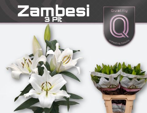 Li Ot Zambesi
