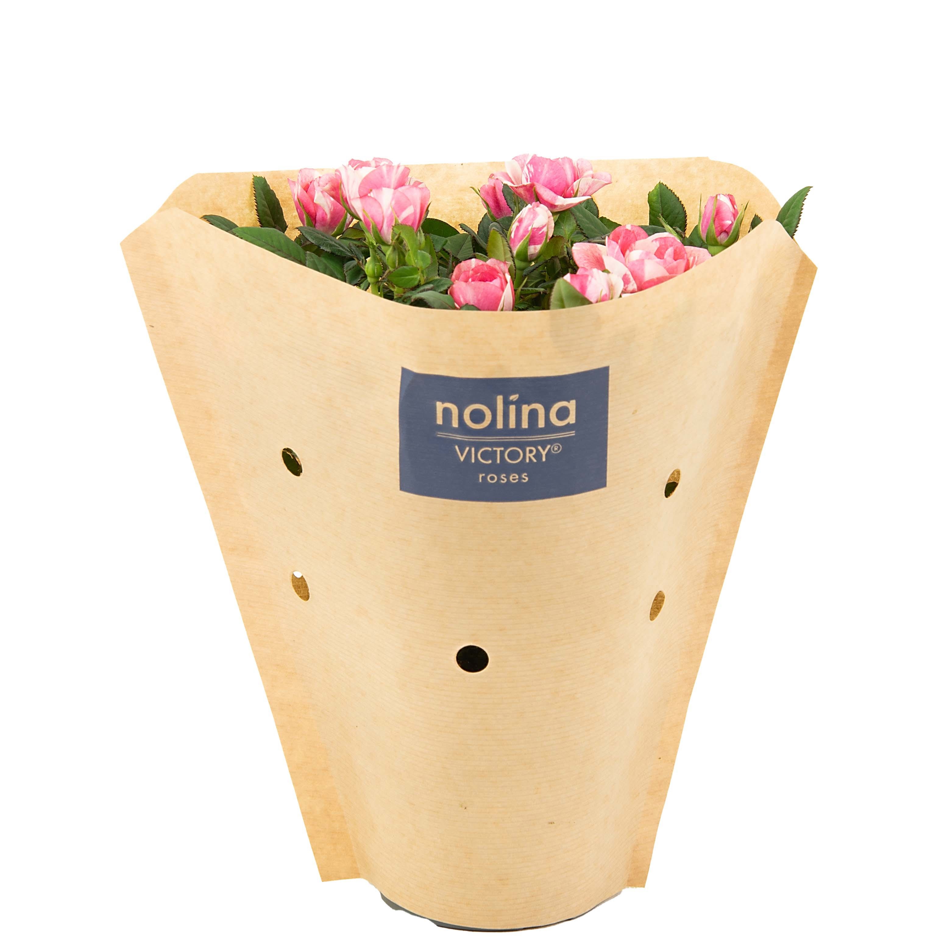 Nolina Roses Special Ø 10,5 Cm. Vieve Kraft Hoes