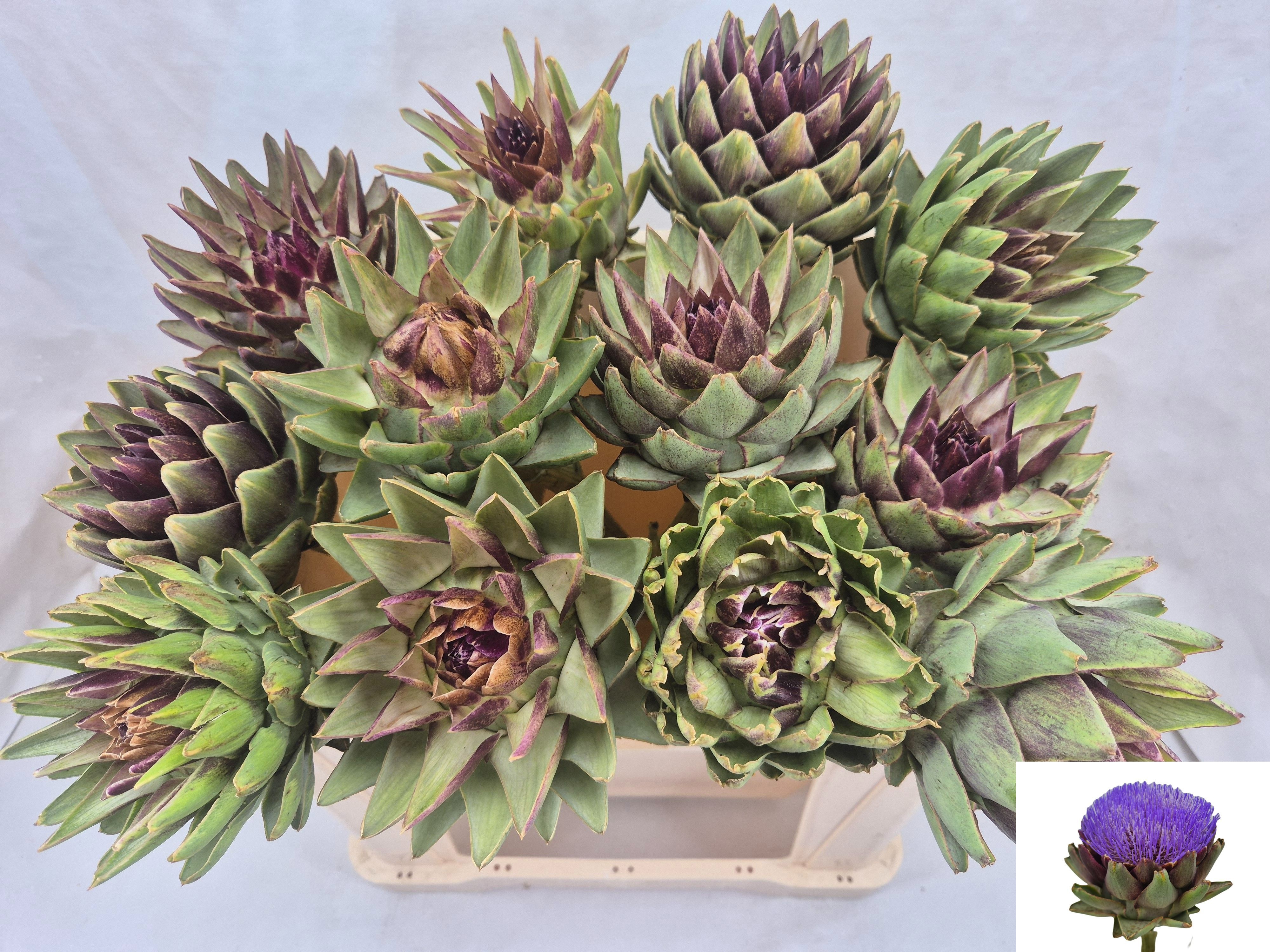 Cynara Sc Green Glob