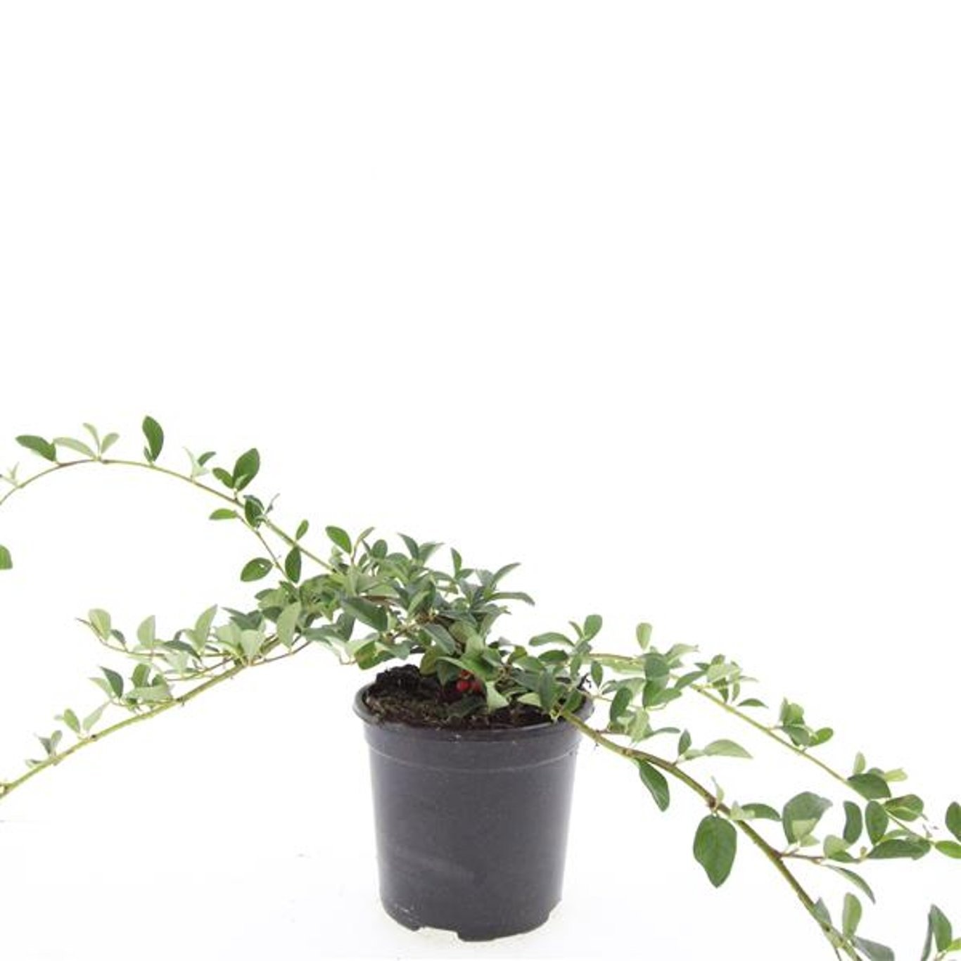 Cotoneaster dammeri 'Major'