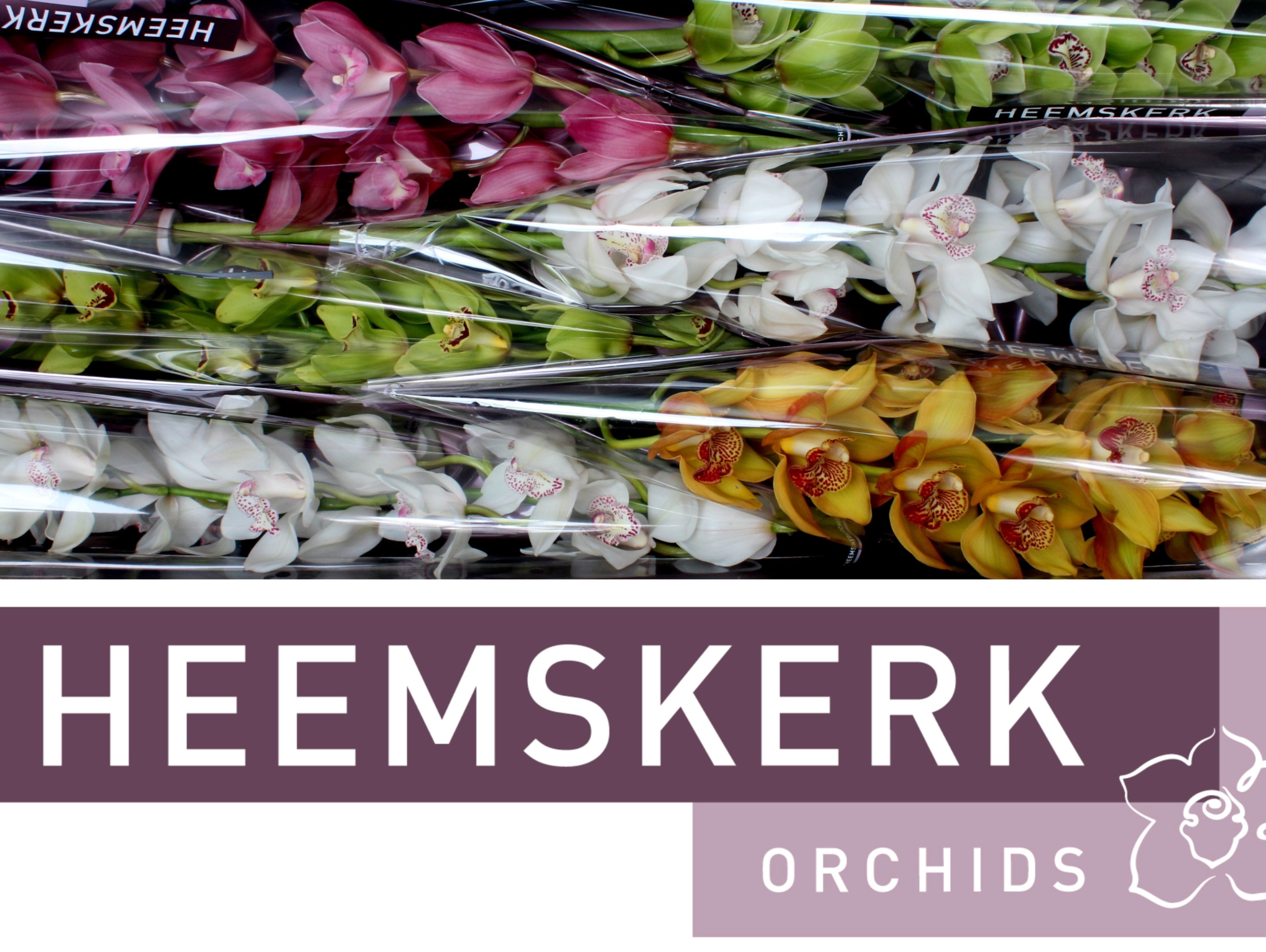 Cymbidium Asst 13bl