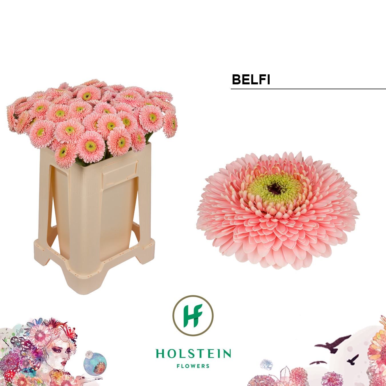 Ge Bv Pom Belfi