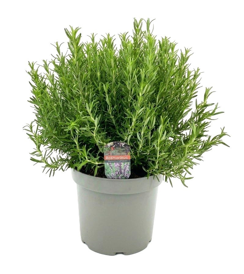 Rosmarinus officinalis