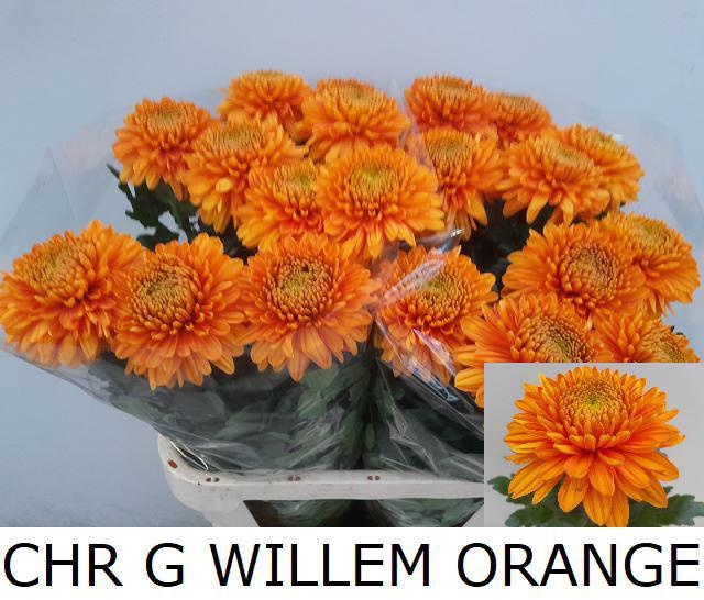 Chrys Single Willem Orange 80cm 170gram