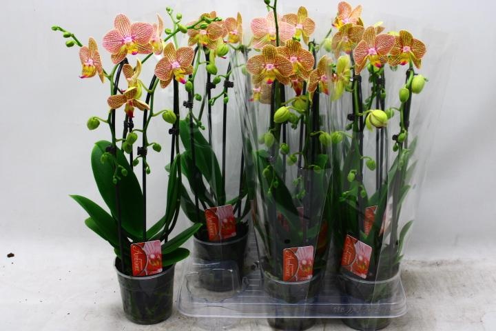 Phal El Cascade 12P 45H 2TAK 18bloem 23bloei