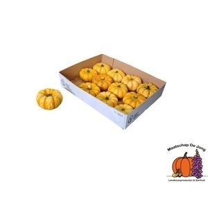 Cucurbita Lil P-ke-mon