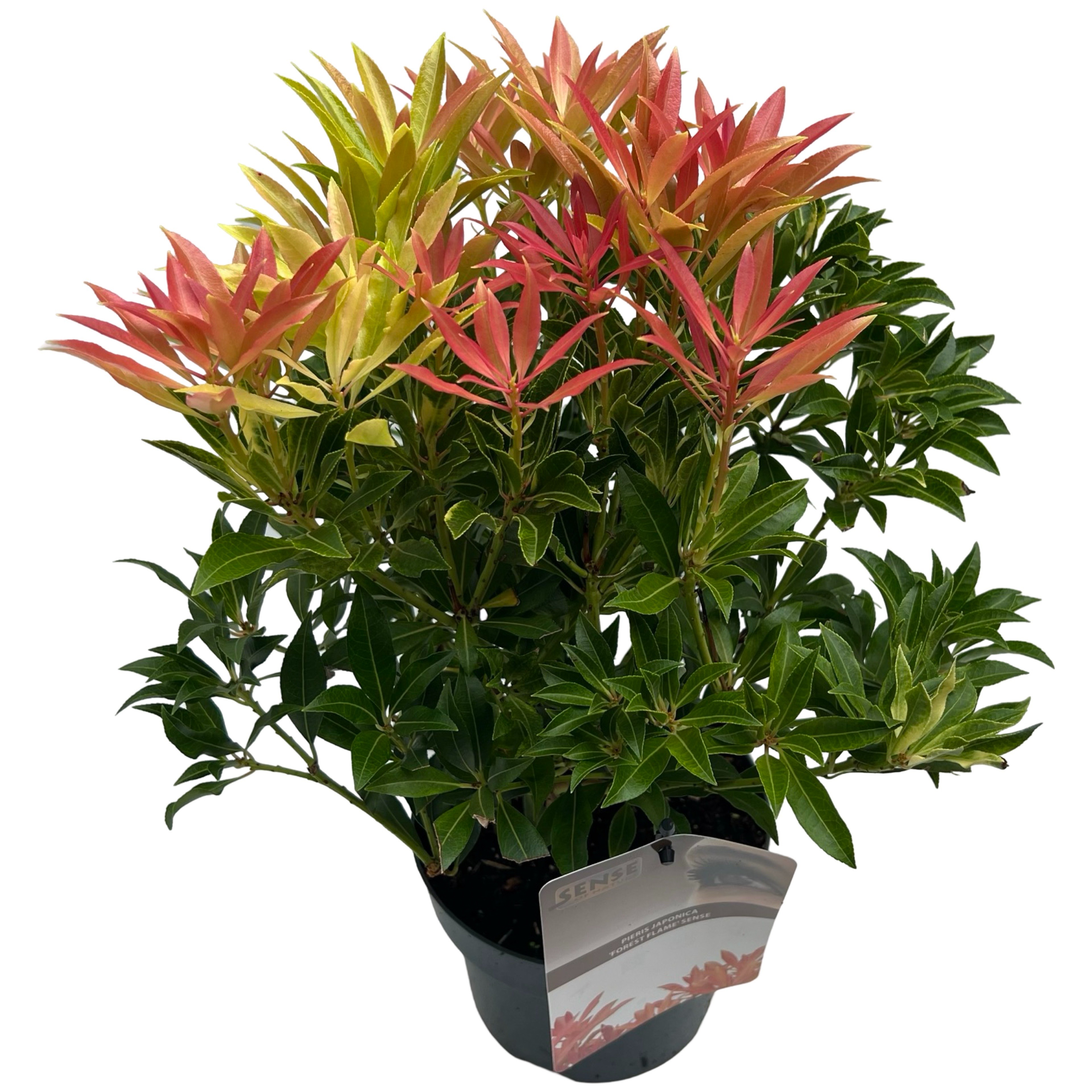 Picture of Pieris jap. Forest Flame P17 (2 Ltr) (LOOSE)