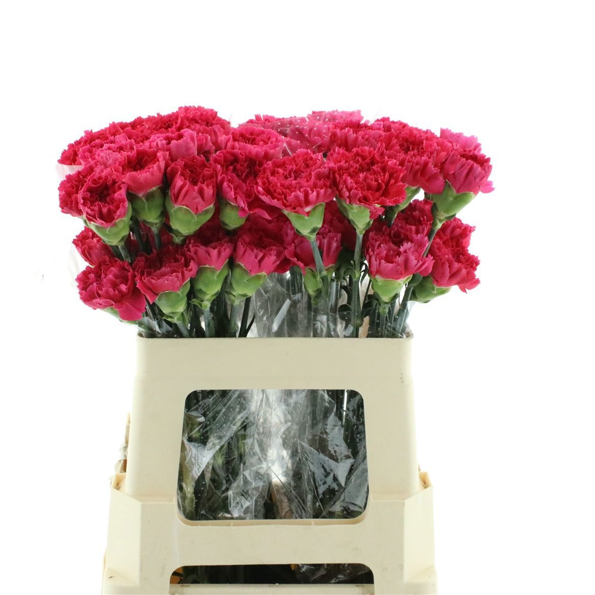 Dianthus St Bizet 60cm