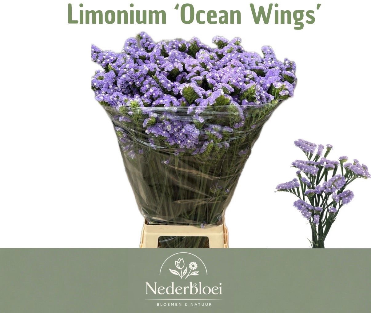 Lim S Ocean Wings