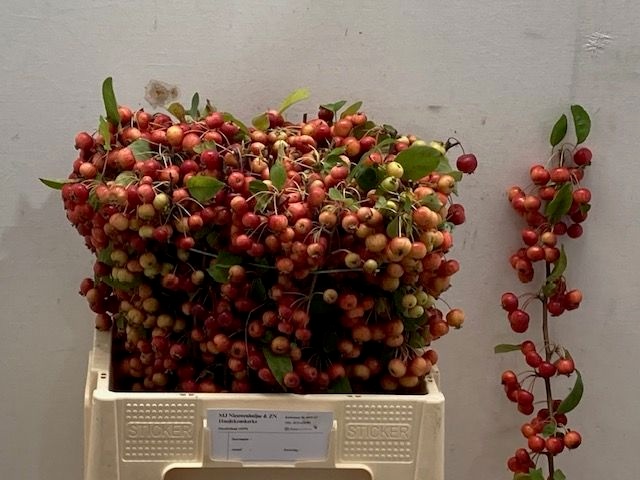 Malus Evereste Tak 60cm