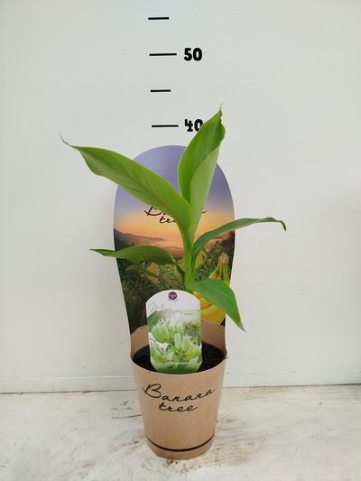 Musa basjoo P12 Cover