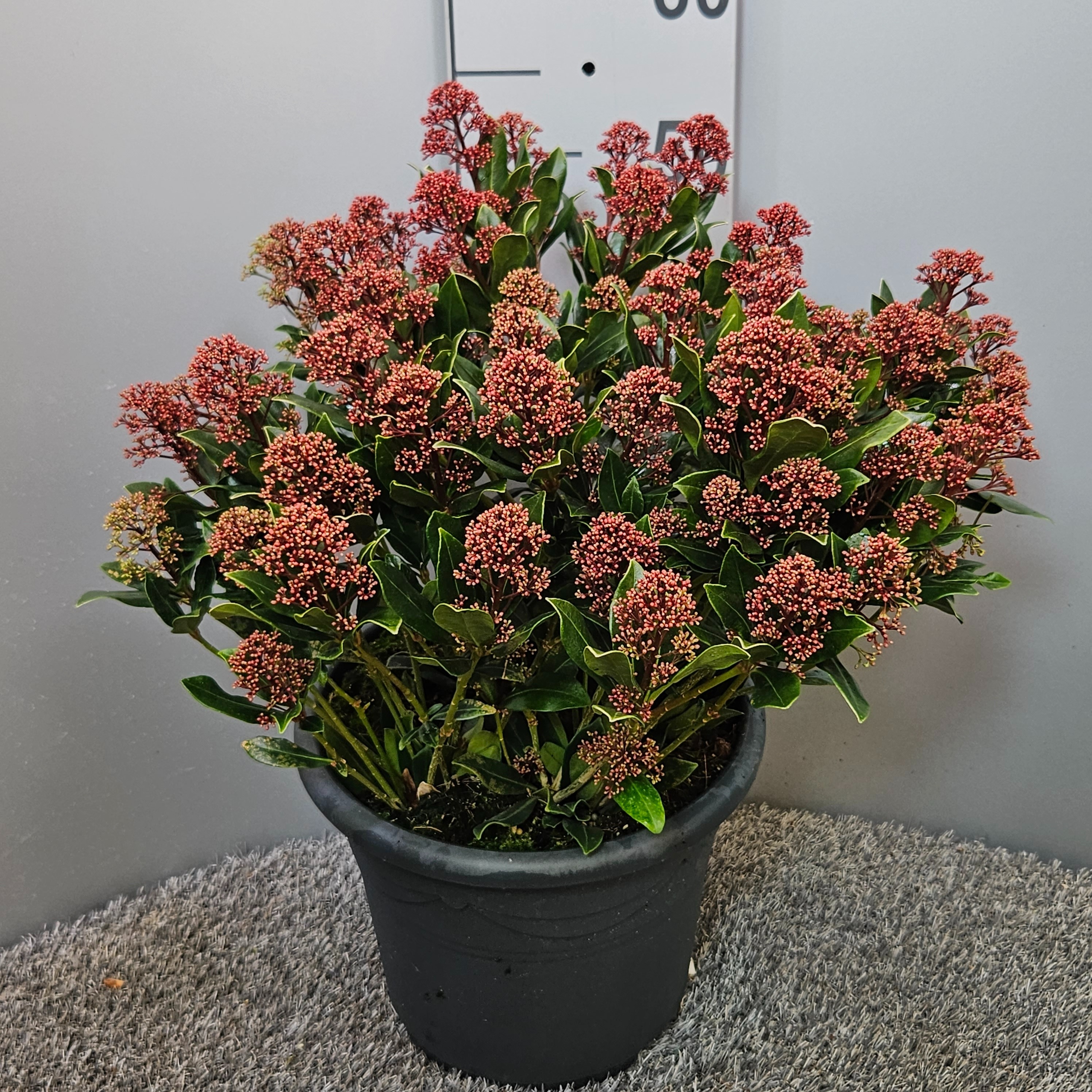 Picture of Skimmia japonica Rubesta Jos P26 (7.5 Ltr) (LOOSE)