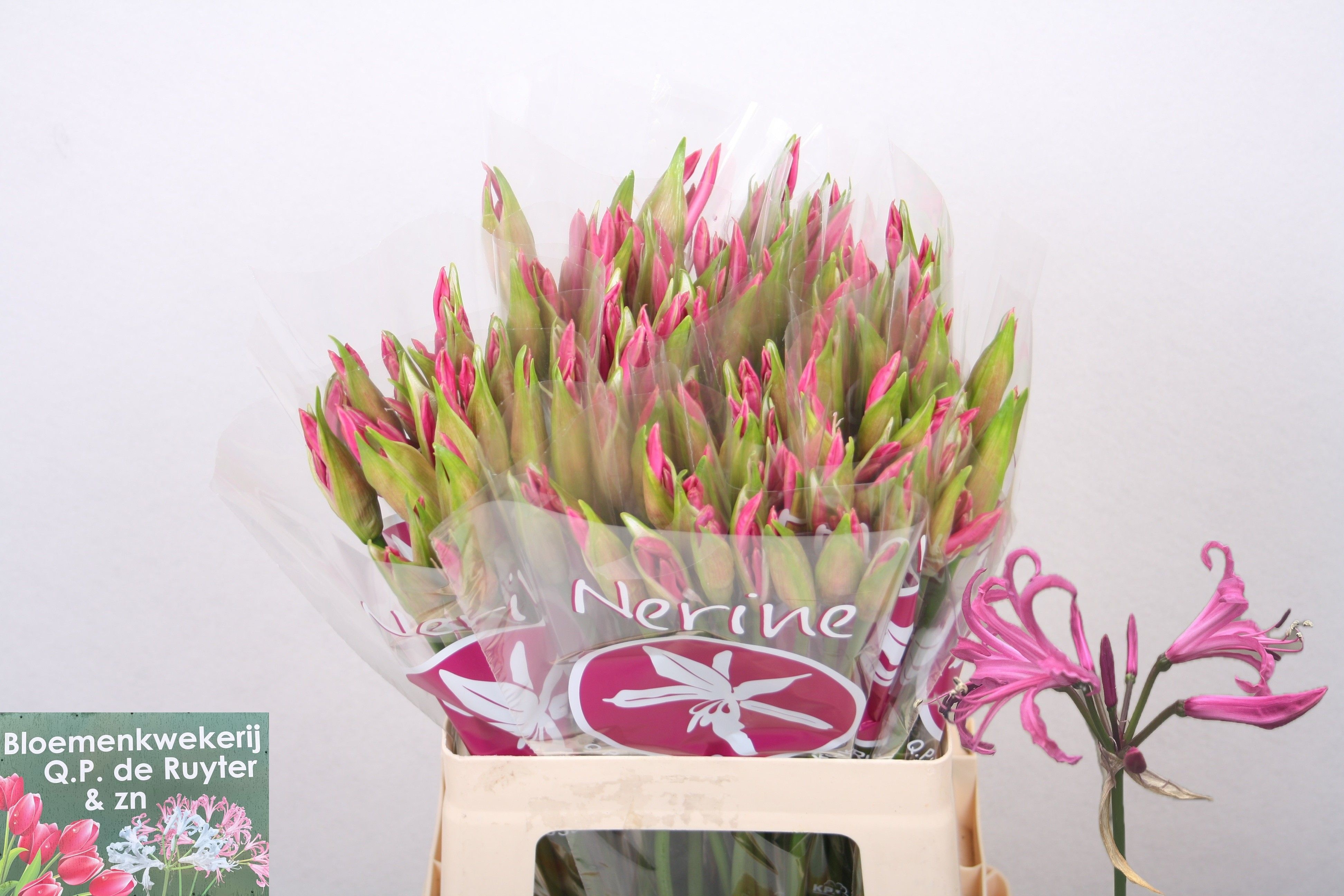Nerine Ras Van Roon 60cm