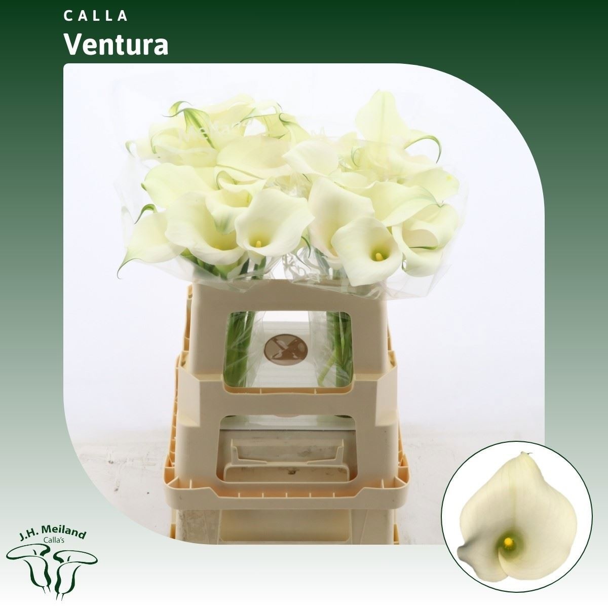 Calla Capt Ventura 55cm