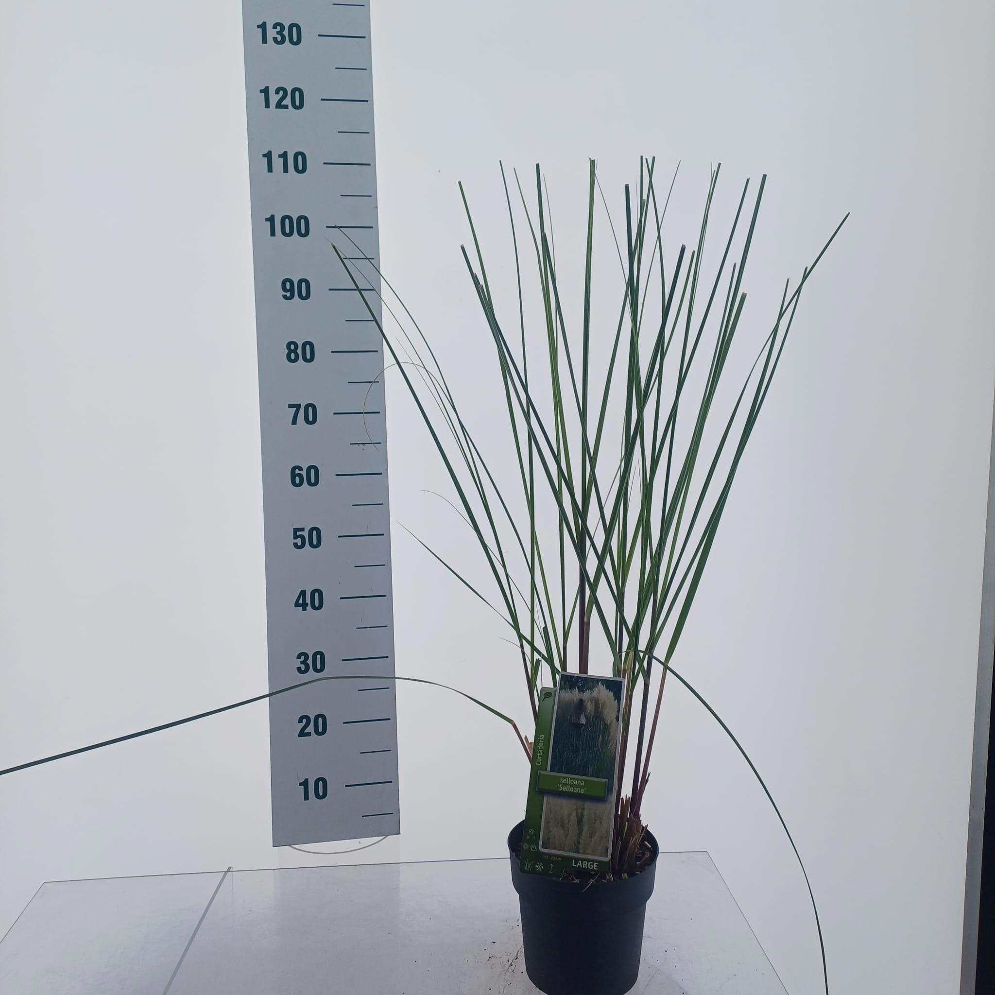 Cortaderia selloana