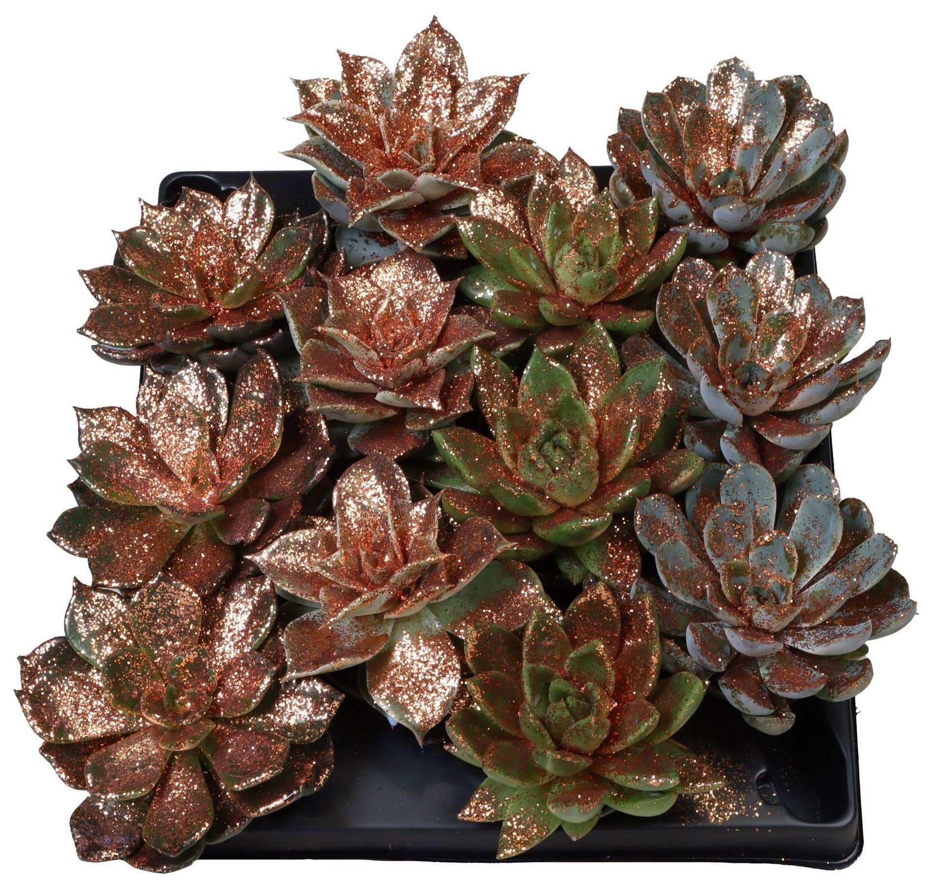 Echeveria Mix Bronze Glitter