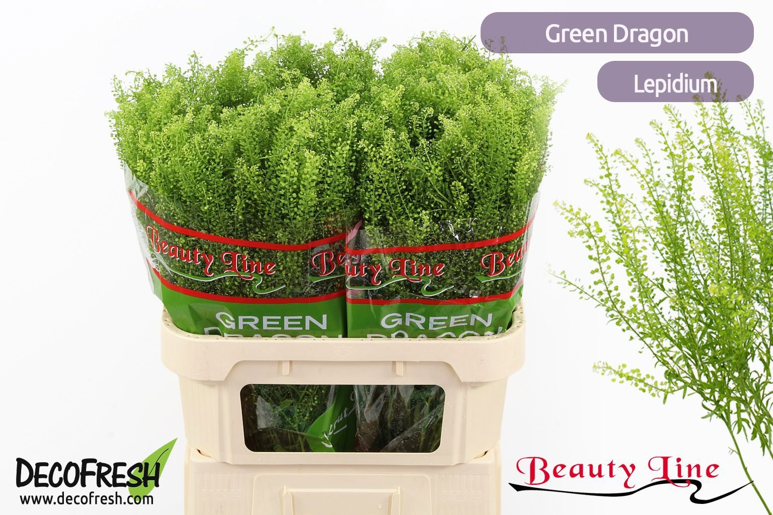 Lepidium Green Dragon 80cm 40gram