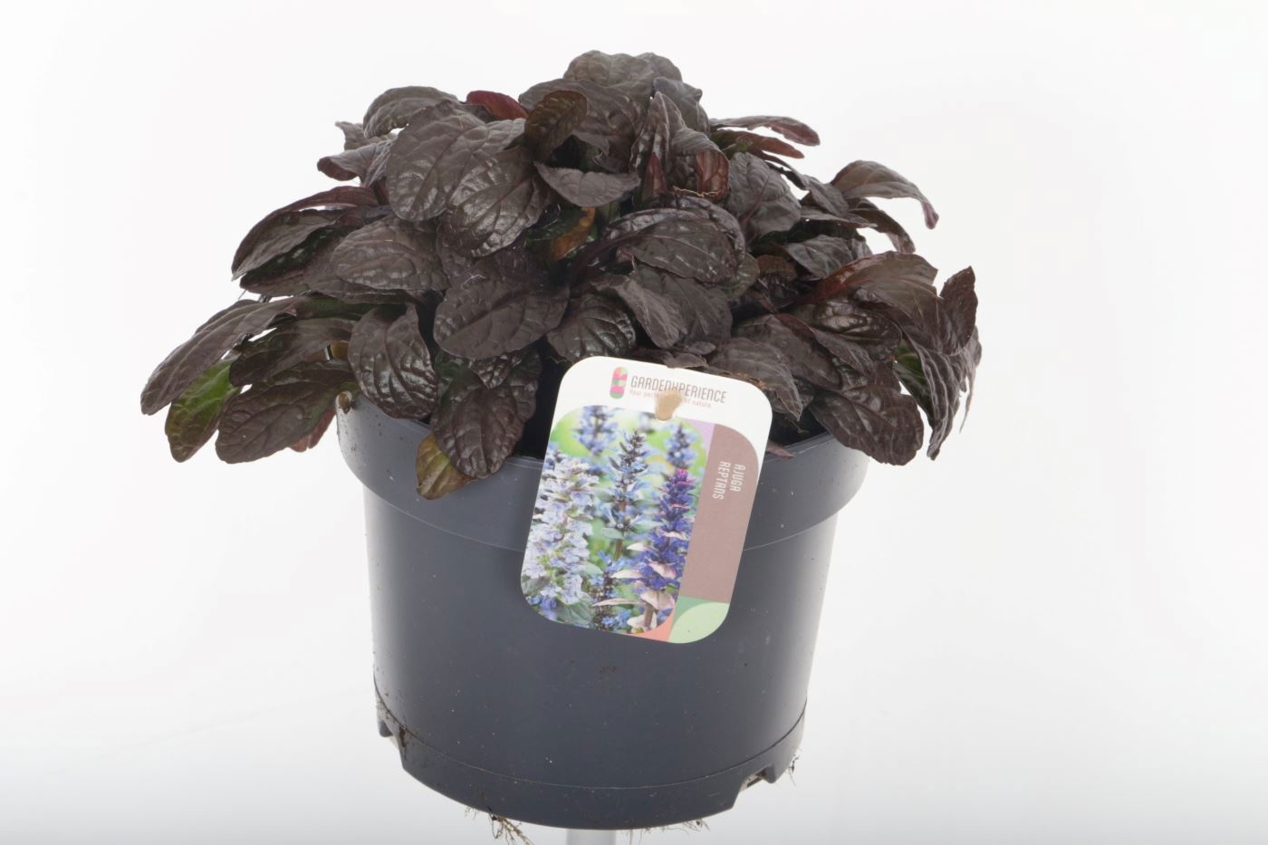 Ajuga Rept 17P 20H