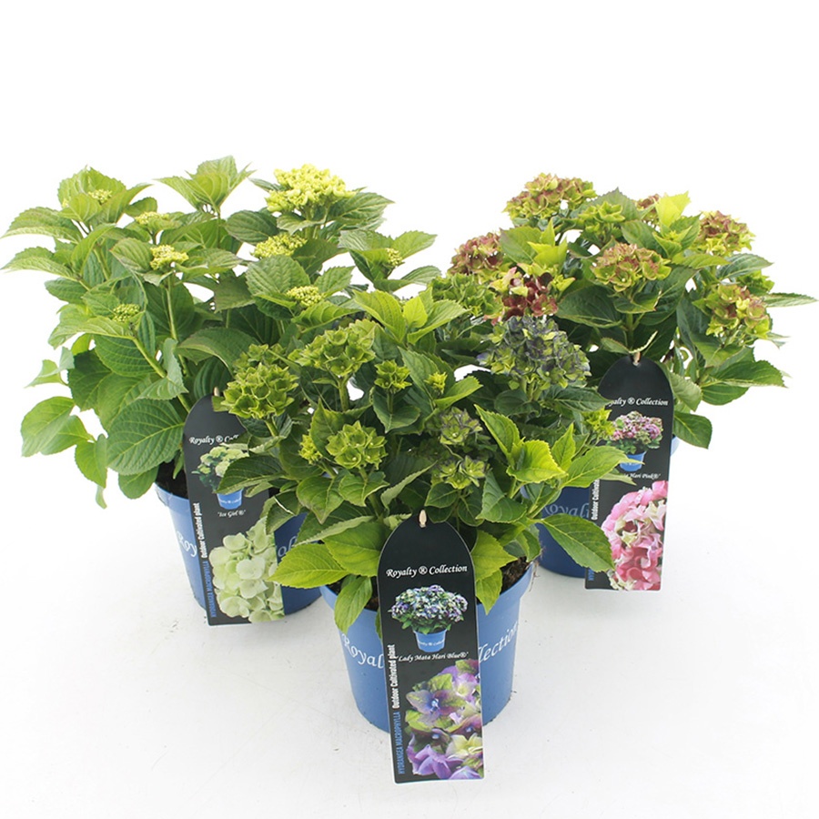 Picture of Hydrangea macr. Royalty Collection® MIX C3.5 (20cm.) Kn.
