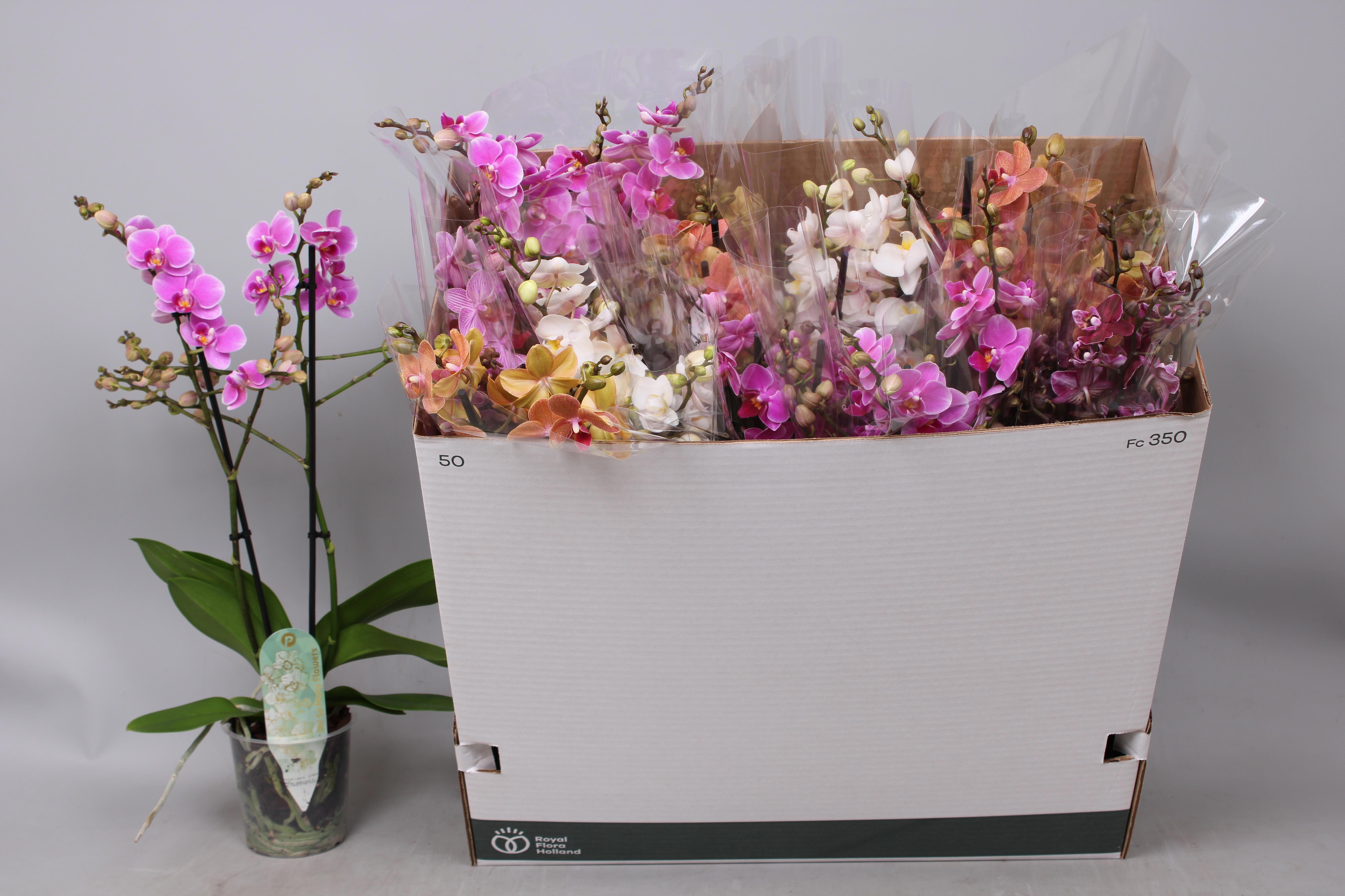 Phal Mf Gem 5 Kl 12P 55H 2TAK 30bloem 23bloei