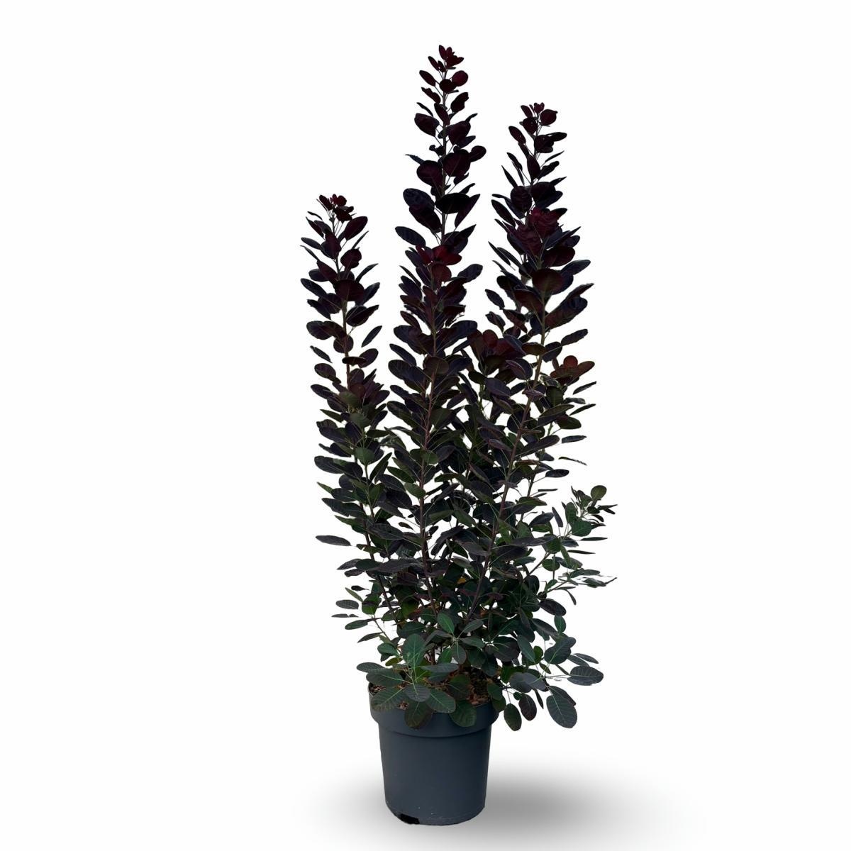 Coti Co Royal Purple