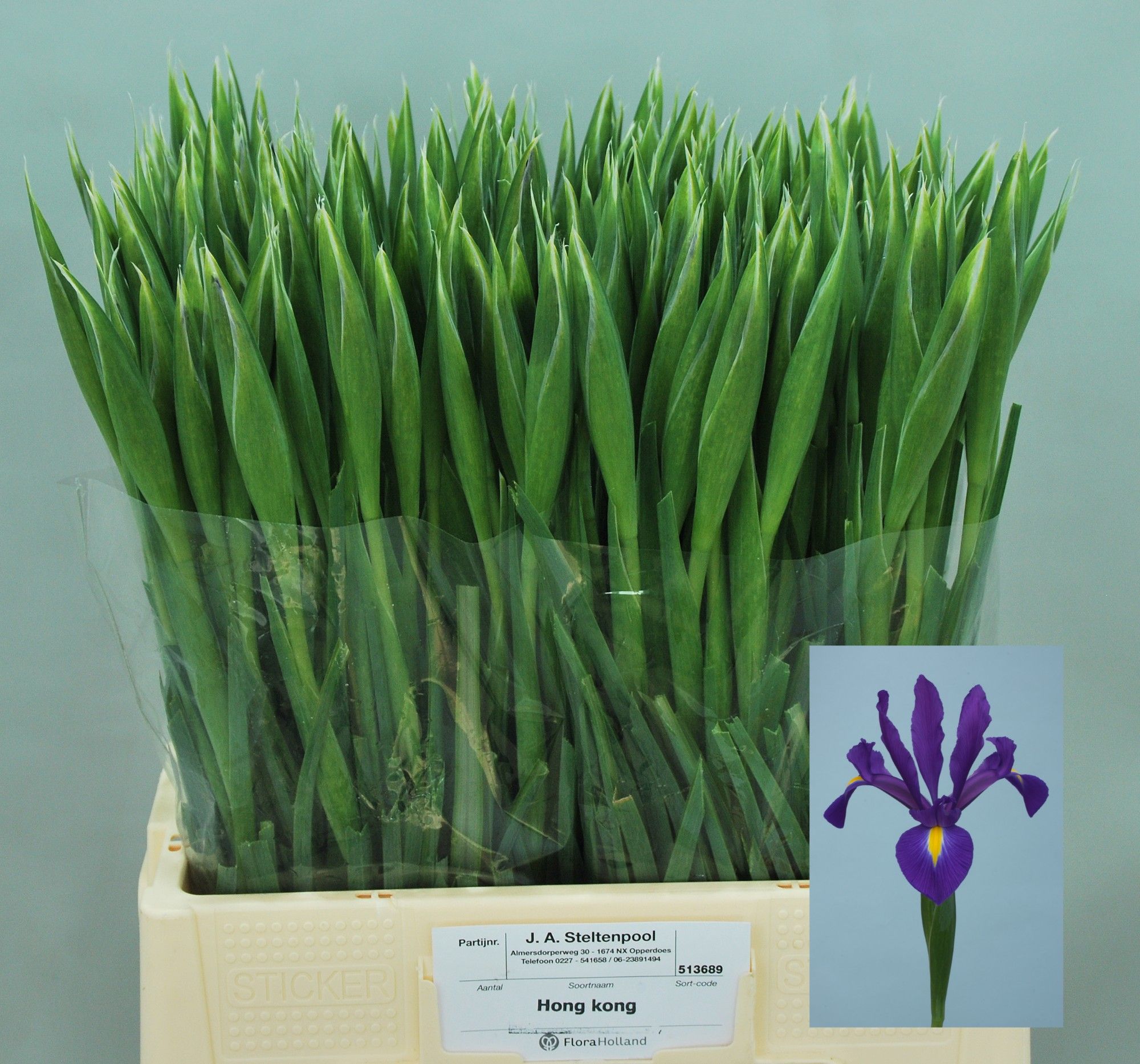 Iris Hong Kong