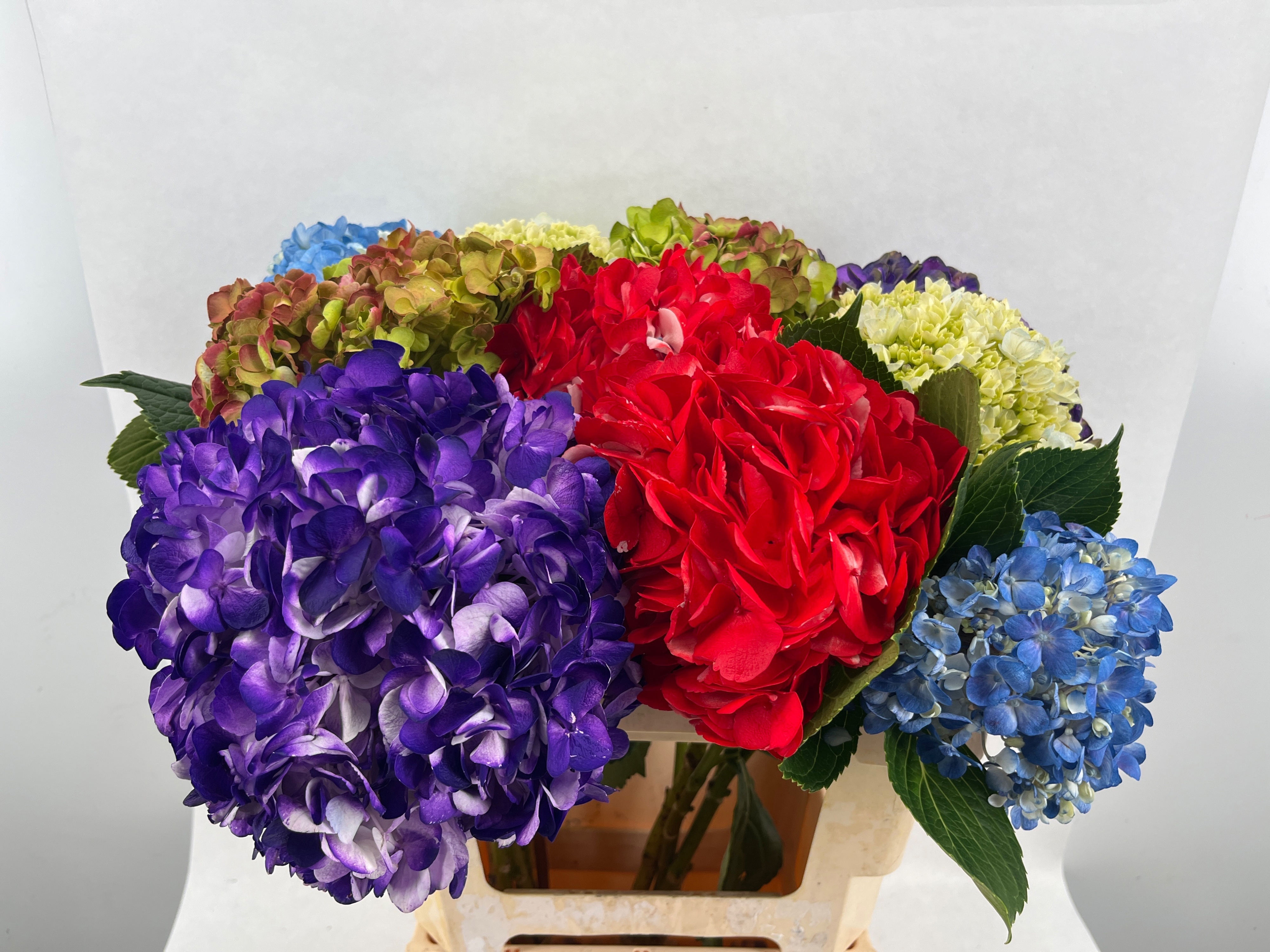 Hydrangea 60cm 18Ø