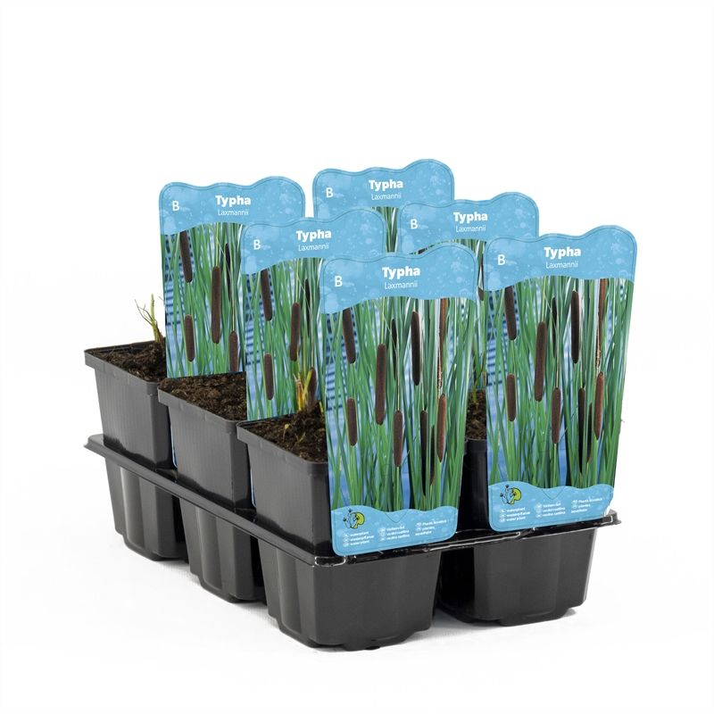 Typha laxmannii