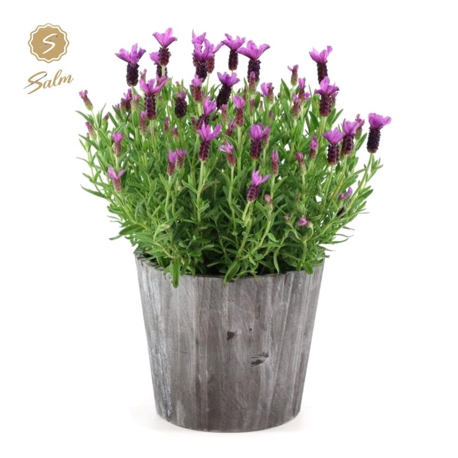 Picture of Lavandula st. 'Anouk'® Collection P19 in Wood