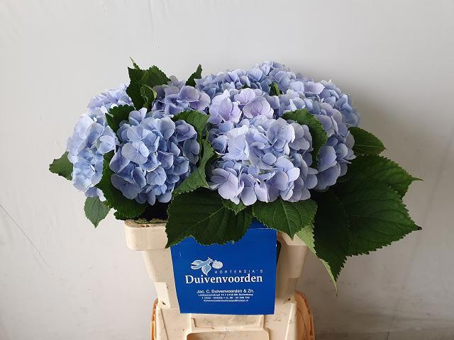 Hydrangea Verena Blue 60cm 17Ø