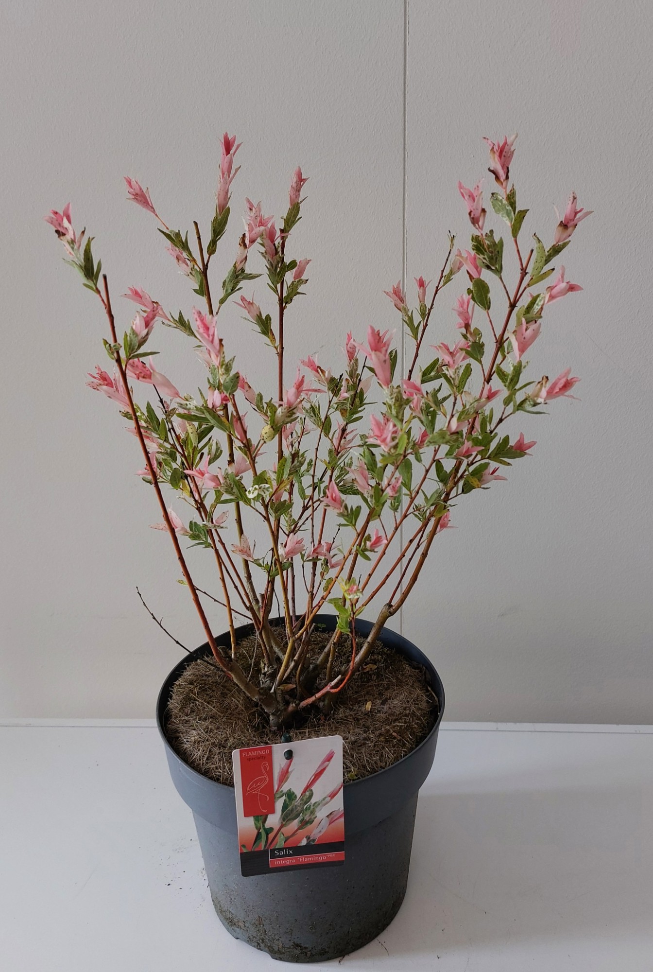 Picture of Salix Flamingo bush p23