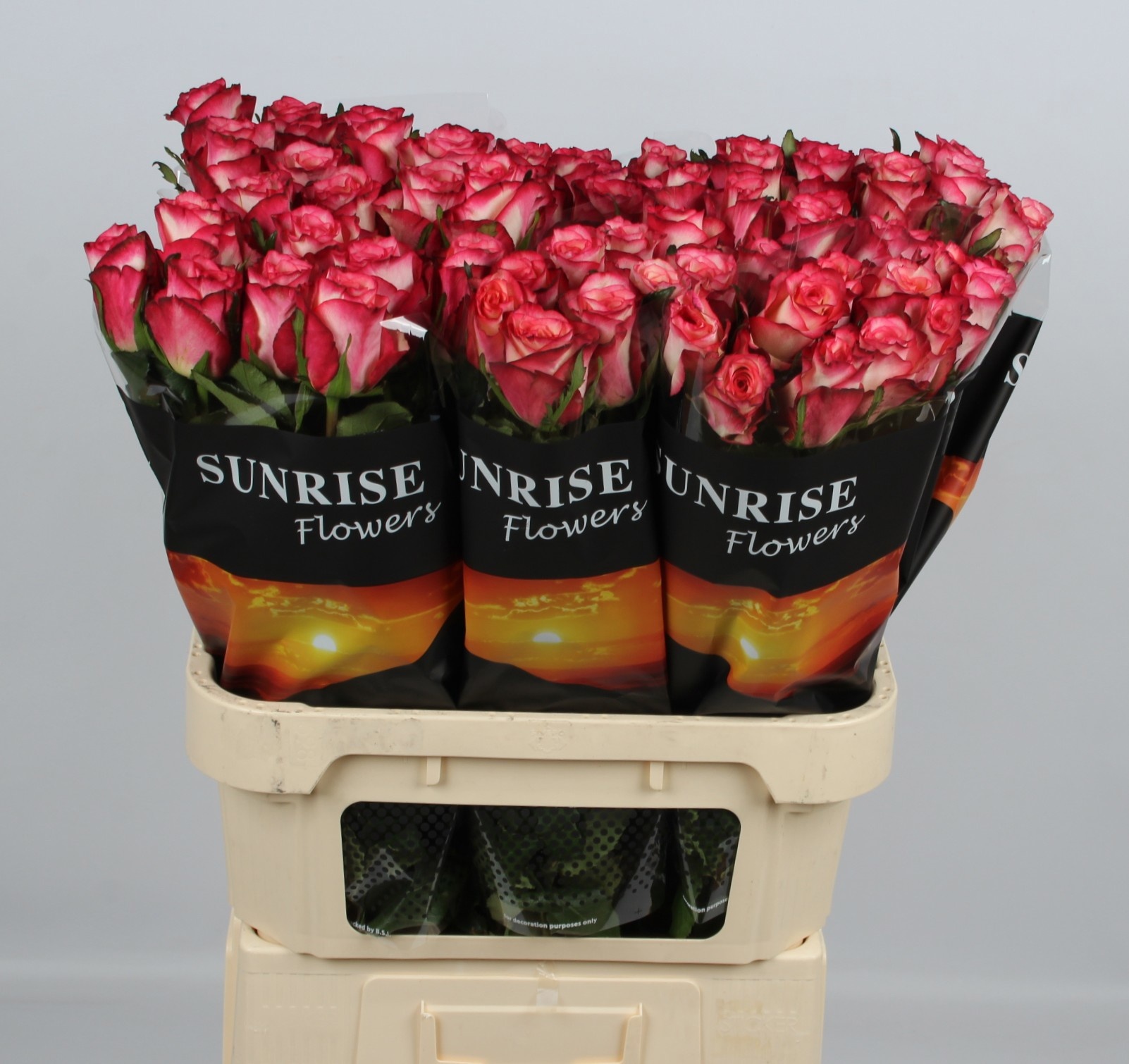Rosa Spark Condor 80cm