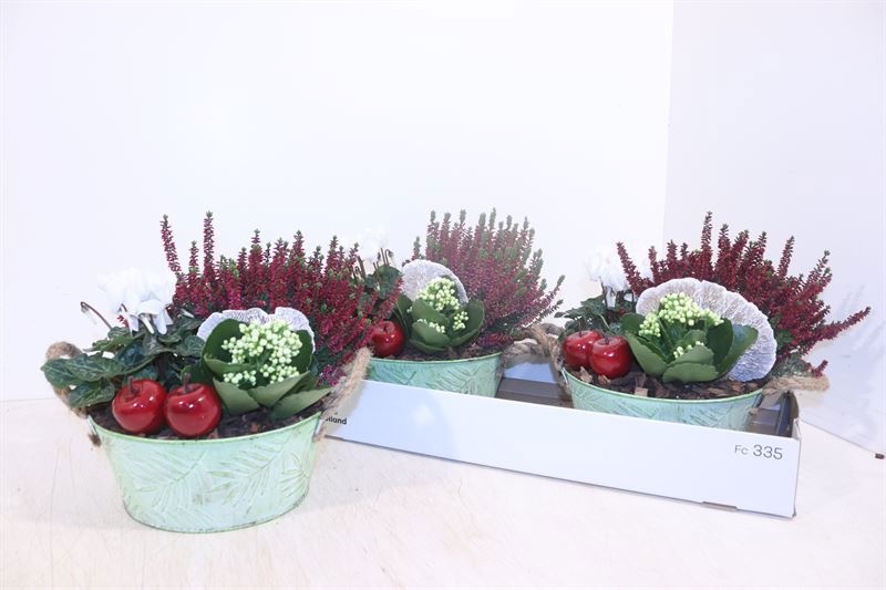 Arr Tuinplanten 22P 26cm