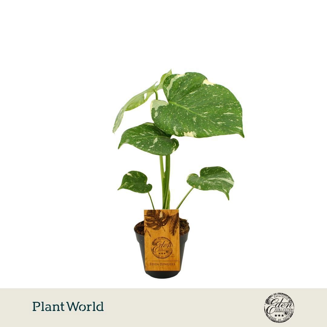 Monstera deliciosa 'Thai Constellation'