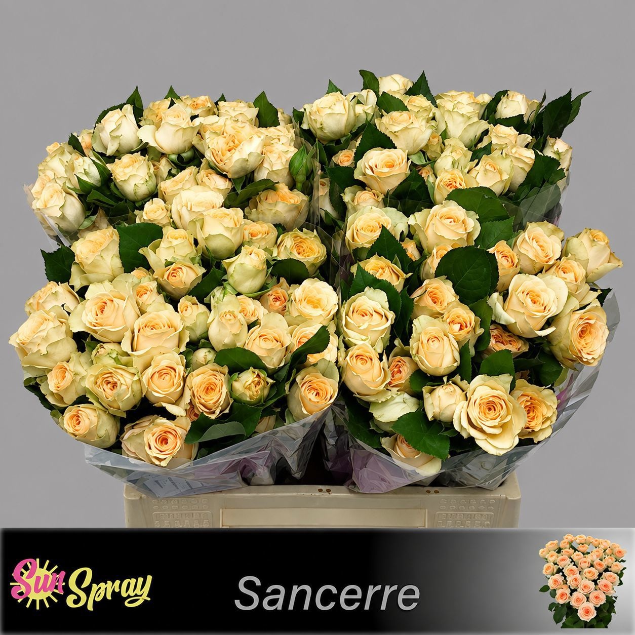 Rosa Spr Sancerre 40cm