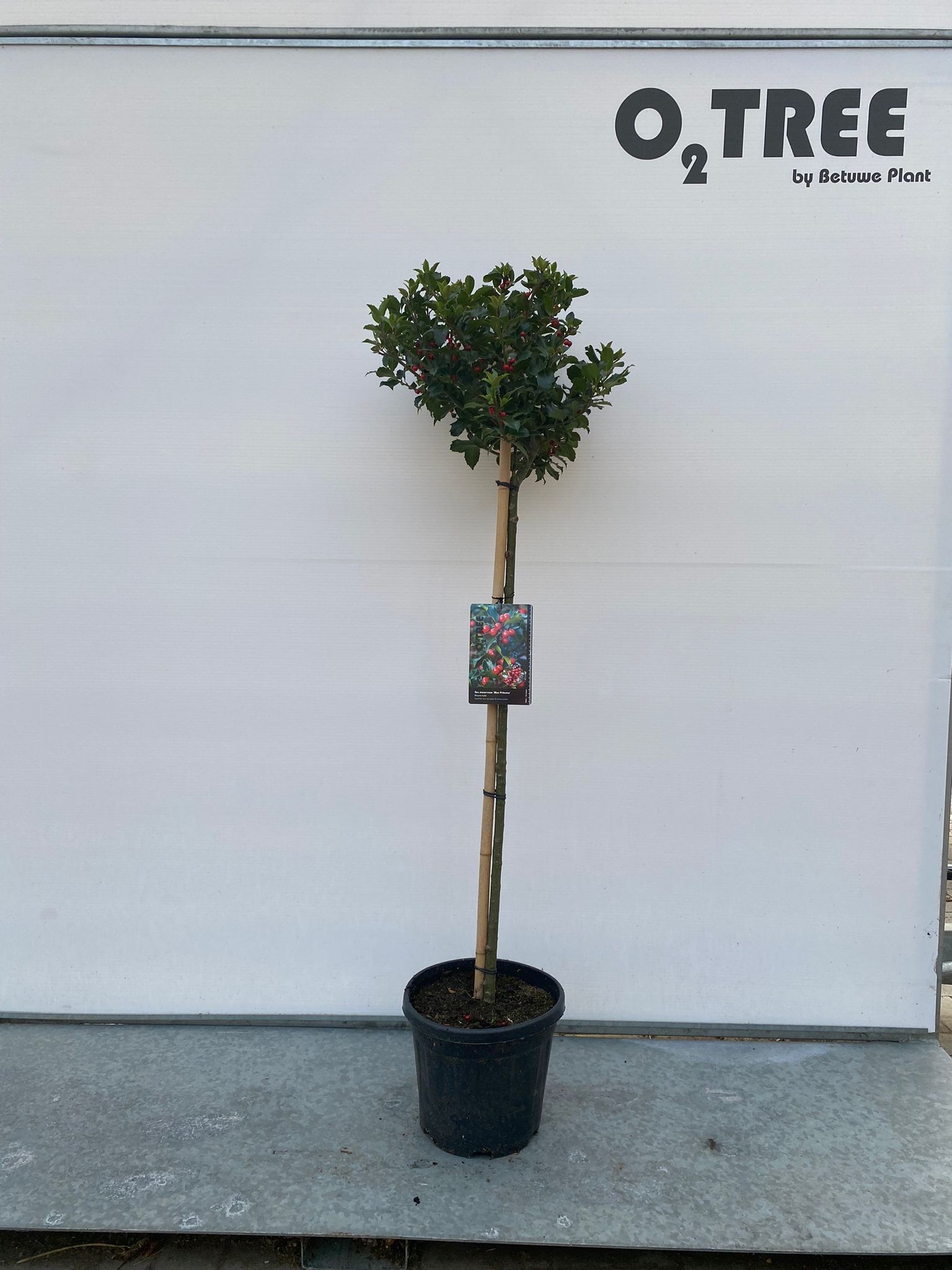 Picture of Ilex x meserveae Blue Princess P38-(25-LTR) 80/STD