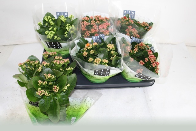Kal Ge Gem 5 Kl 15P 26H 11bloei