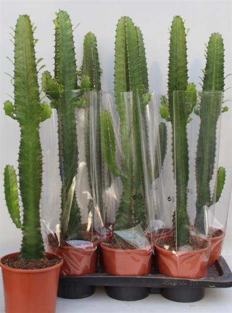 Euphor Acrurensis 17P 95H