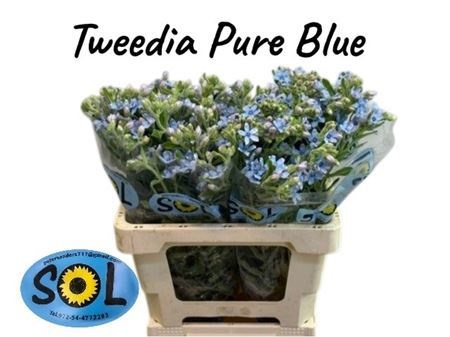 Oxypetal Tan Pur Blu
