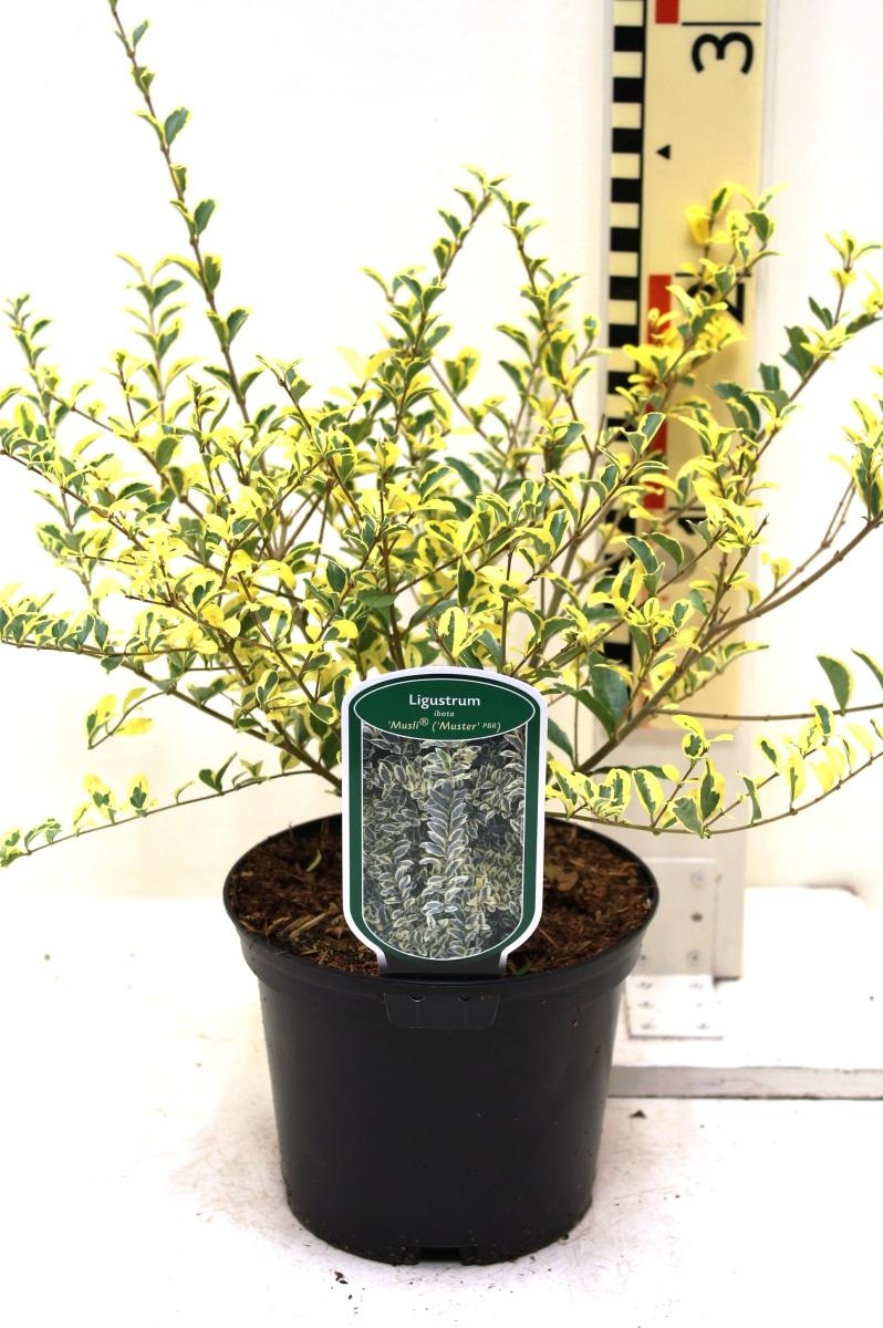 Ligustrum Ibota Musli