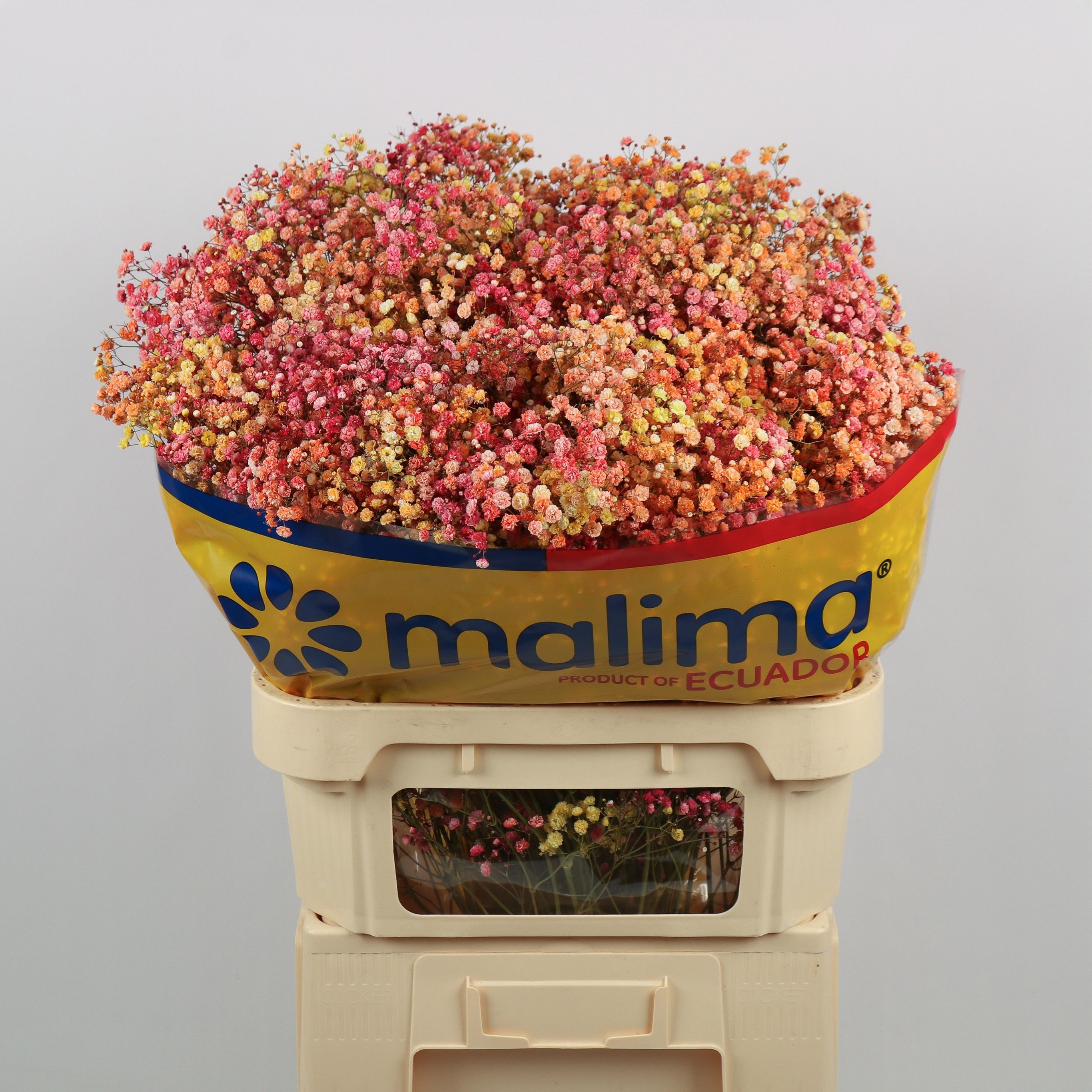 Gypsophila Painted 70cm 40gram