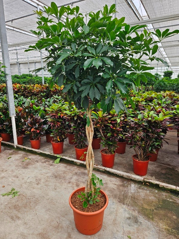 Picture of Schefflera arboricola Compacta P40 180cm