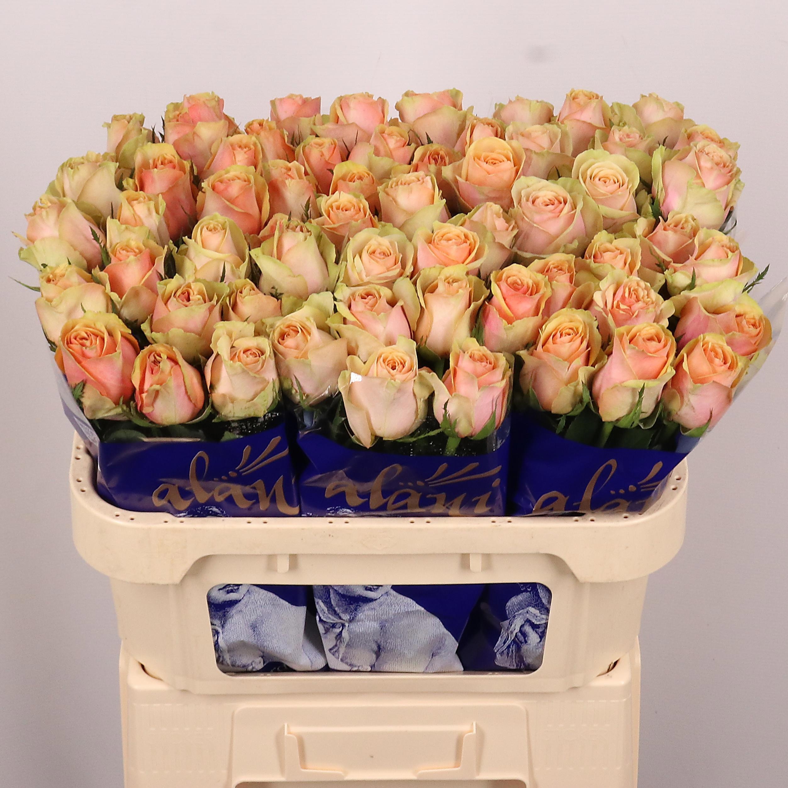 Rosa Dividend 70cm